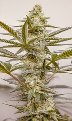 Long Cola of Cannabis