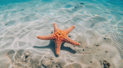Starfish in the clear blue water