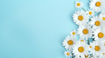 Chamomile on a pastel background with space for your text