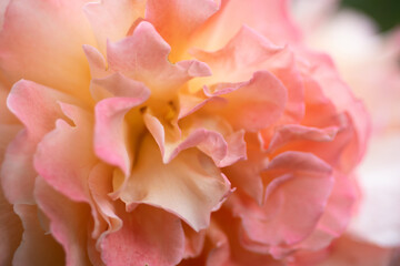 splendid  royal double pink-yellow color rose blossom background. macro shot.