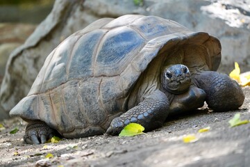 California Desert Tortoise - Reptile Turtle - Los Angeles, California
