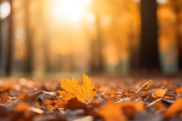 orange golden fall leaves in forest close-up, blurred natural background, autumn sunny, selective...