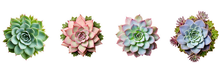 Set of succulent plant blooming top view on a white or transparent background