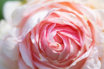 beautiful soft pink wedding rose flower blooming bud. extreme macro shot.  cloudy