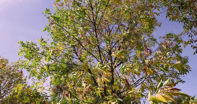 autumn changes on ash trees on a sunny day, beautiful changes in the color of ash foliage in the autumn season