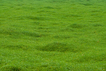 immense carpet of fresh grass