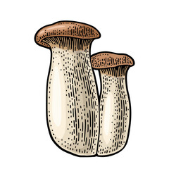 Pleurotus eryngii mushroom also known as eryngi. Vintage color vector engraving illustration isolated on white
