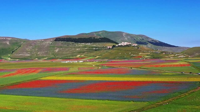 Lentil flowering with poppies and cornflowers in Castelluccio di Norcia, national park sibillini mountains, Italy, Europe