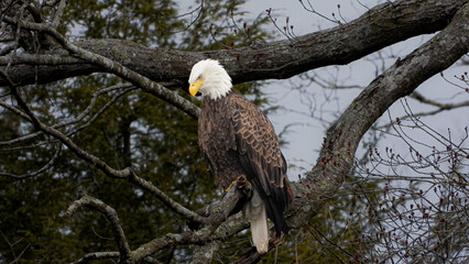 Majestic Bald Eagle Perched on Branch