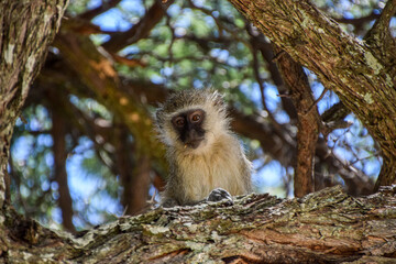A young vervet monkey on a tree in a nature reserve in Zimbabwe