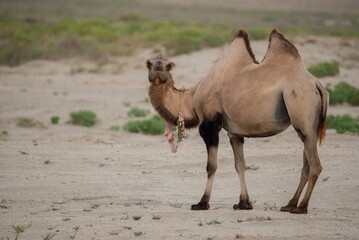 one adult camel standing in the desert of Kazakhstan