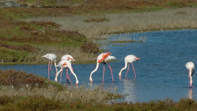 Group flamingos in the Ebro Delta Natural Park in Catalonia, Spain. The greater flamingo (Phoenicopterus roseus) moving the beak over the surface of the water like a filter to feed.