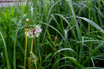 grass after rain in the morning in the garden