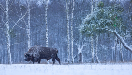 European bison [Bison bonasus]