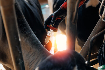 Veterinarian gives injection syringe to cow. Concept vaccine for health care of cattle on livestock...