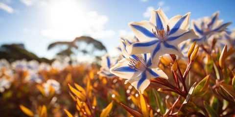 Foto op Plexiglas beautiful spring meadow flower of white and blue color, banner © Dmitriy