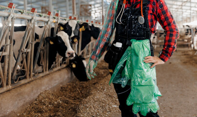 Veterinary doctor use disposable gloves for rectal examination cow on farm. Concept modern...