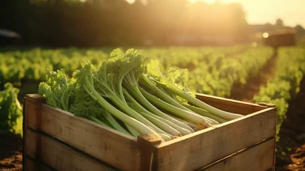Deurstickers Fresh harvested celery in the wood box in the plantation under the sun light background. Created using generative AI. © Sun