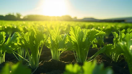 Foto op Aluminium Close up ripe celery field and landscape in sunny day. Created using generative AI. © Sun
