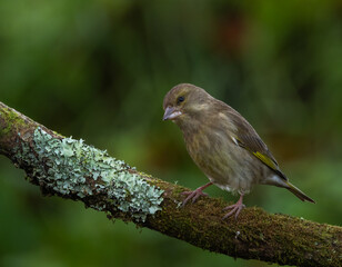 European greenfinch [Chloris chloris]