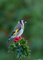 Goldfinch on holly