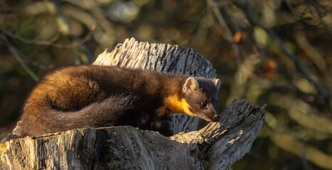 Pine marten [Martes martes]