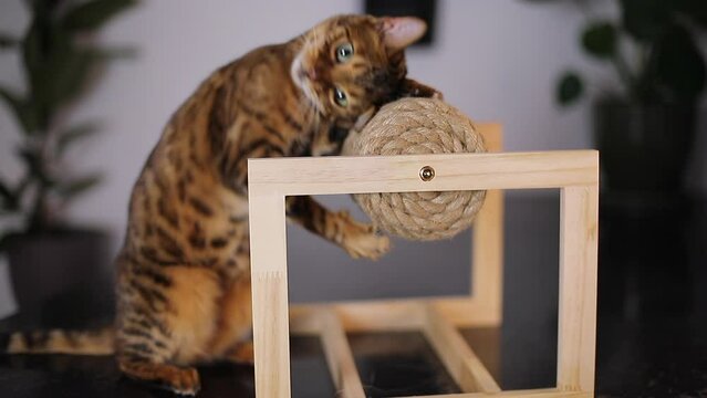 Very cute Bengal cat playing with a scraper 