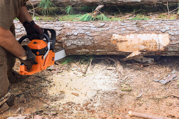 An experienced lumberjack cuts trees using gasoline powered chainsaw on forest site