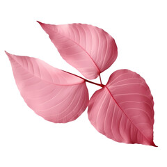 Rose leaves isolated on transparent background