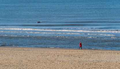 Sunny December stroll on the Zandmotor Beach of Kijkduin near The Hague with a surfer in the waves