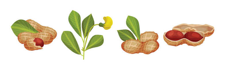 Peanut or Groundnut Legume Crop with Edible Seed in Shell Vector Set