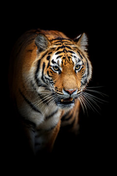 Close adult tiger portrait. Animal on dark background
