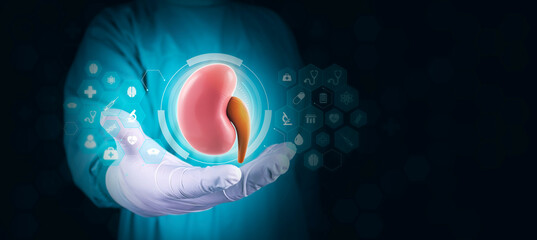 Isolated doctor shows a kidney in good condition. Nephrologist holds a kidney with his right hand and analyzes the human organ. Isolated on dark background with digital theme. With space for text