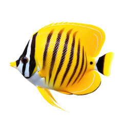 butterflyfish, isolated on a white transparent background cutout