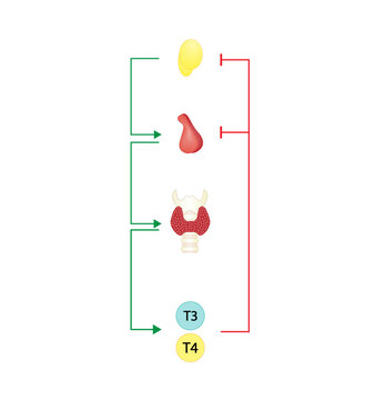 	
Feedback loop controlling thyroid hormone secretion into the blood. Thyroid gland, T3 and T4. hypothalamus, TRH and pituitary gland, TSH. Vector illustration.