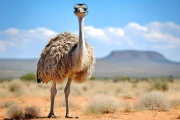 Fotobehang Wild animal, ostrich, ostrich in natural habitat, ostrich, wildlife © MrJeans