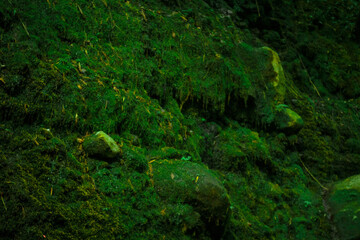 Fototapeta na wymiar River moss attached to rocks.