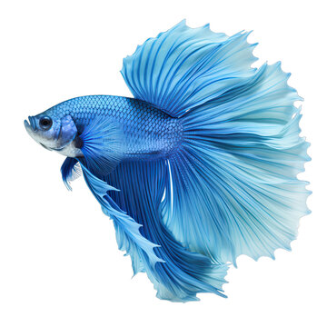 blue Betta fish on transparent background