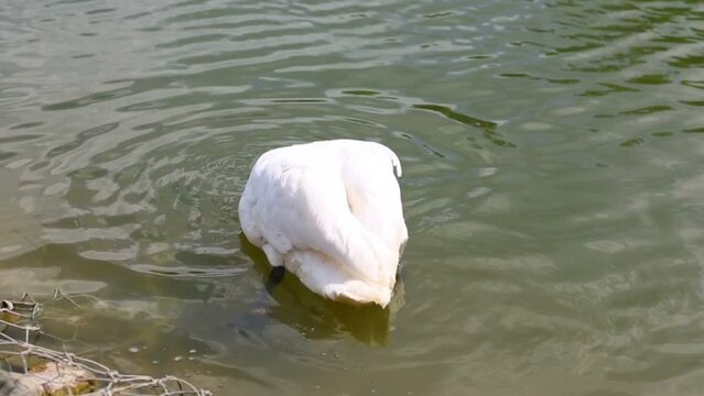 One beautiful white sawn swim in lake near coast line