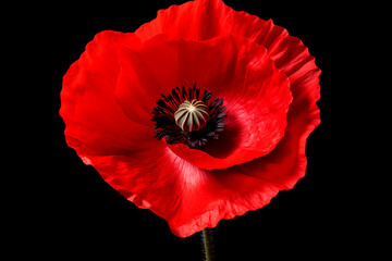 Vibrant red poppy with fine detail against a black background, highlighting its natural beauty. - obrazy, fototapety, plakaty