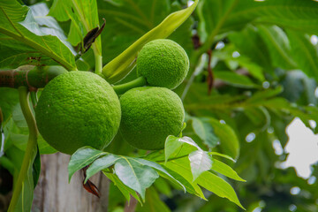 Breadfruit, kulur, arise or arise is the name of a type of tree that bears fruit.