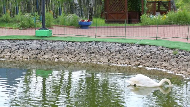 One beautiful white sawn swim in pond near coast line