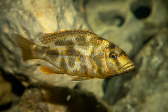 Golden Leopard. Haplochromis is a leopard. Nimbochromis venustus. Close-up.