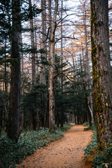 landscape in beautiful forest with colorful trees. Leaves of fall in nature. Autumn season in Kamikochi japan. Road scenery in the jungle on mountain. Beautiful natural autumn colors background.