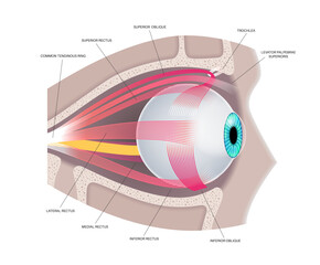 Extraocular muscles anatomy
