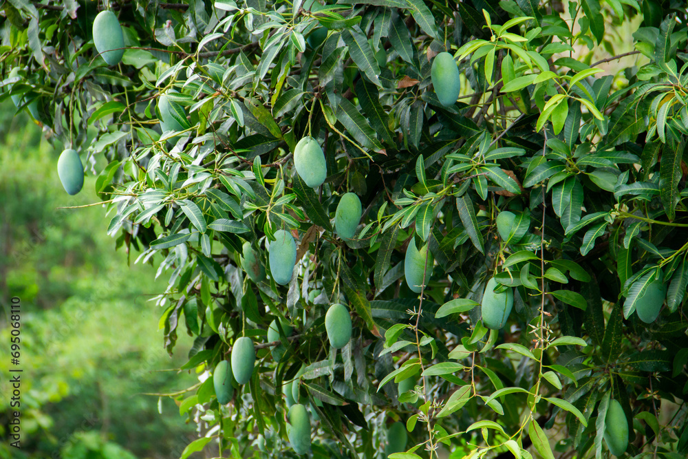 Wall mural sweet green mango fruit still hanging on the tree.