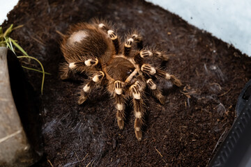 A big spider sitting in a terrarium close-up. Acanthoscurria geniculata. Tarantula. Horror and...