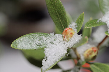 Close-up of rhododendron bud and leaves covered by snow - 695068561