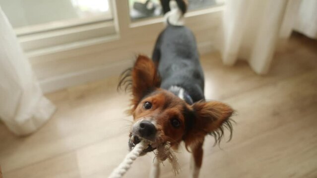 POV of owner playing with cute small dog pulling and biting a rope in house. Playful and furry little puppy or small canine mixed breed enjoying a tug or pull game. Jumping and biting having fun