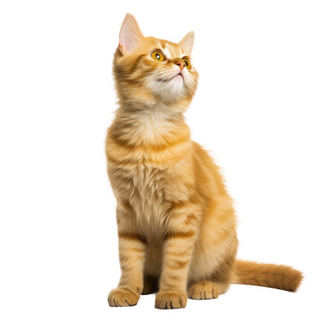yellow cat looking up, isolated on transparent background cutout